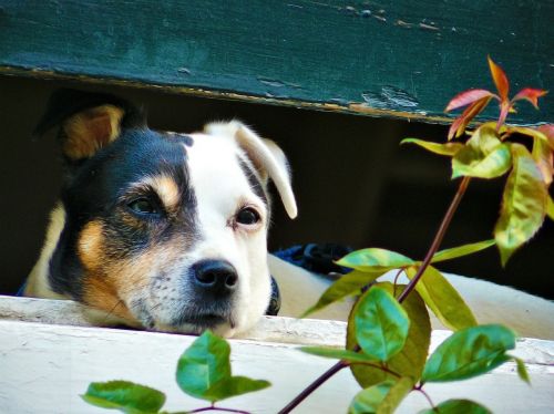 animal dog window