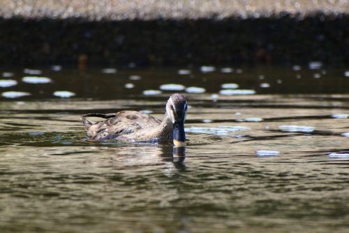 animal river waterside