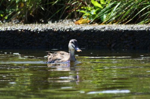 animal river waterside