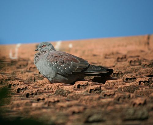 animal bird rock pigeon