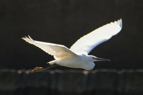 animal sea breakwater