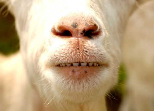 animal goat teeth