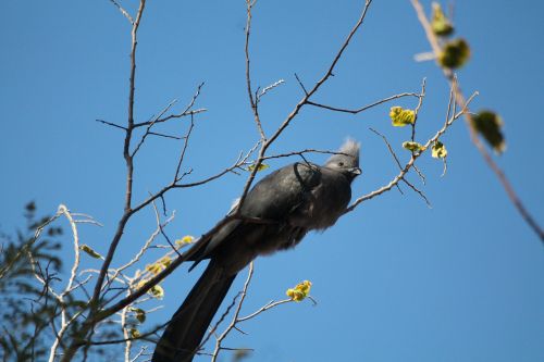 animal bird grey lourie
