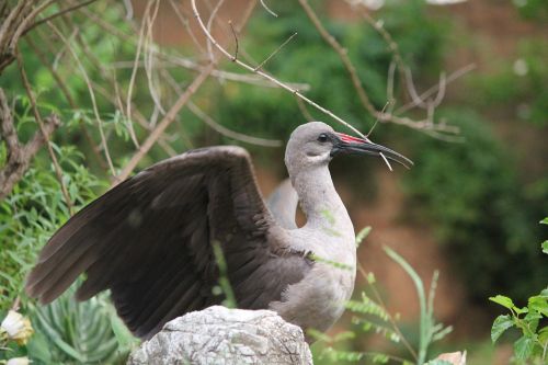 animal bird hadada ibis