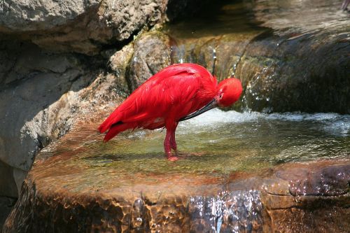 animal bird scarlet ibis