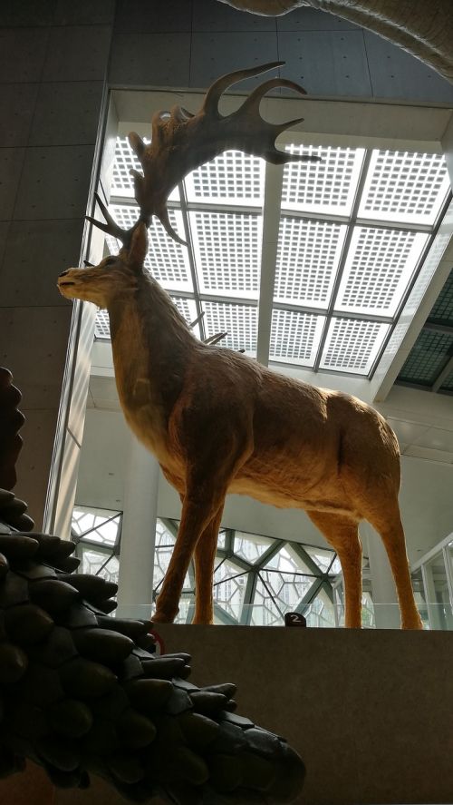 animal elk model