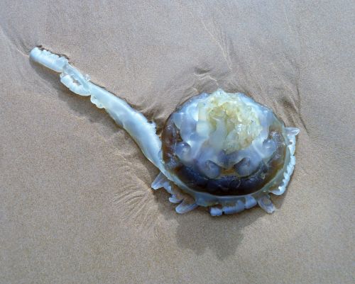 animal jellyfish beach