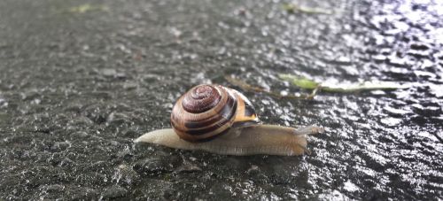 animal snail shell