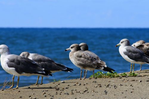 animal sea beach