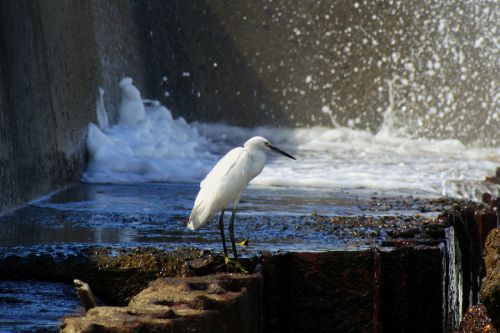 animal sea river