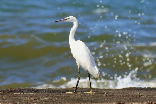 animal sea beach