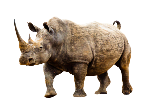 animal wild animal rhino