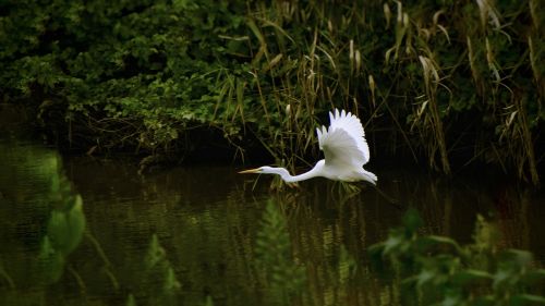 animal river waterside