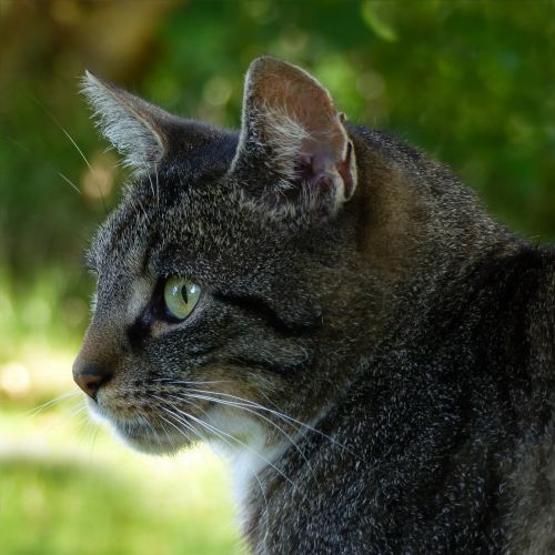 animal cat felis silvestris catus