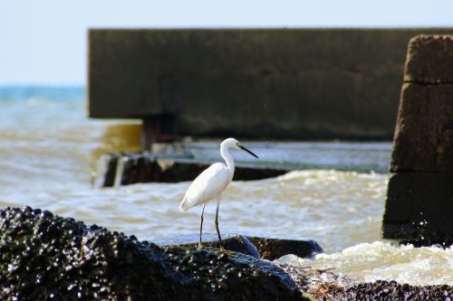 animal sea river