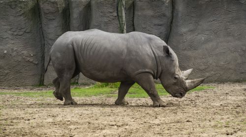 animal wild animal rhino