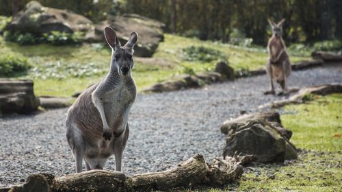 animal kangaroo zoo