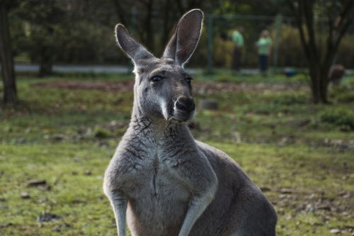 animal kangaroo zoo