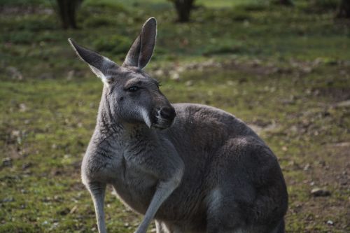 animal kangaroo zoo