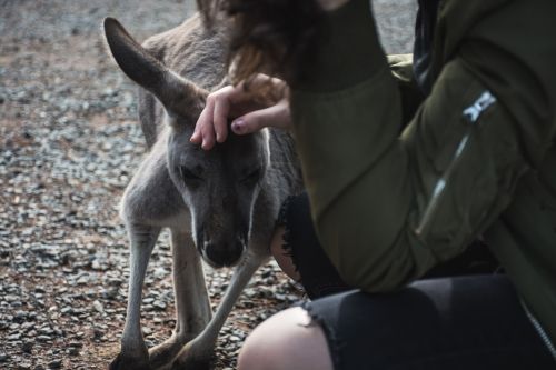 animal kangaroo zoo