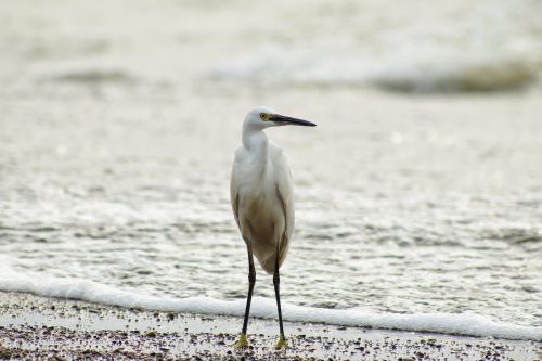 animal sea river