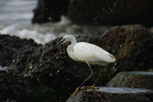 animal sea river