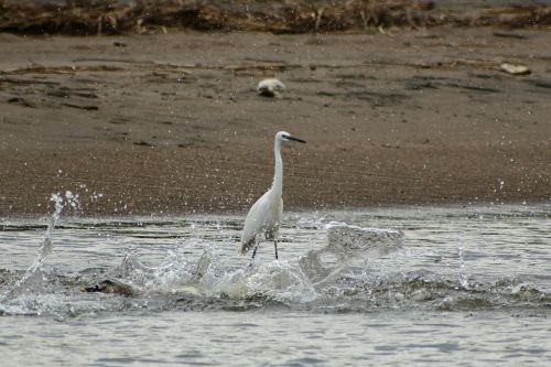 animal sea river