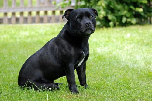 animal dog staffordshire-bull-terrier