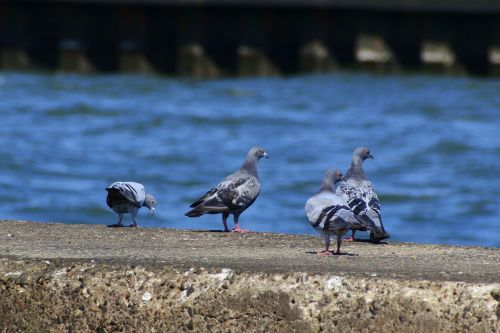 animal sea breakwater