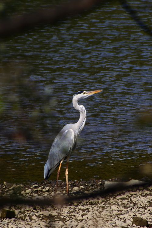 animal river waterside