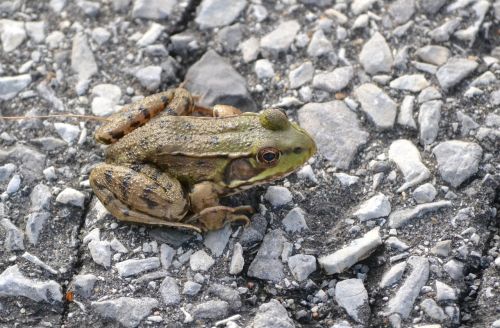 animal amphibian frog