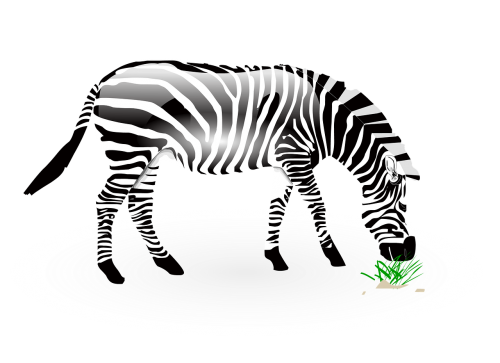 animal zebra wild