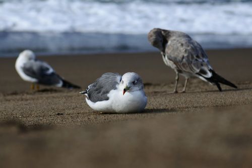 animal sea beach