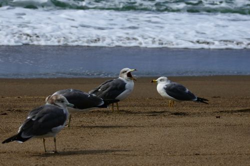 animal sea beach