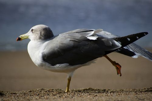 animal sea beach