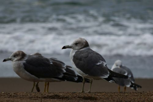 animal sea beach