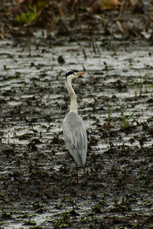 animal pond waterside