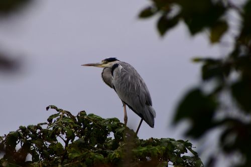 animal wood green