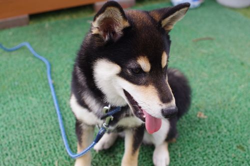 animal shiba inu black