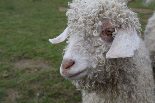 animal farm sheep