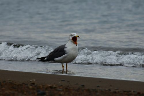 animal sea beach