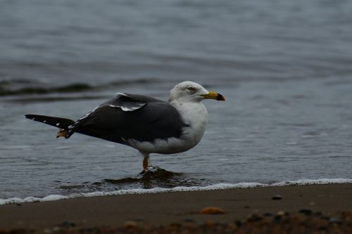 animal sea beach