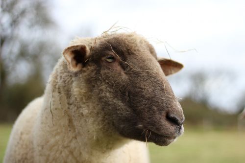 animal sheep pasture