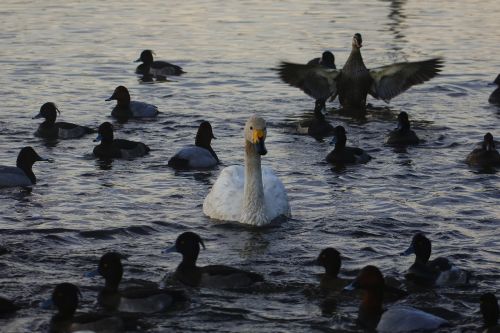 animal morning pond