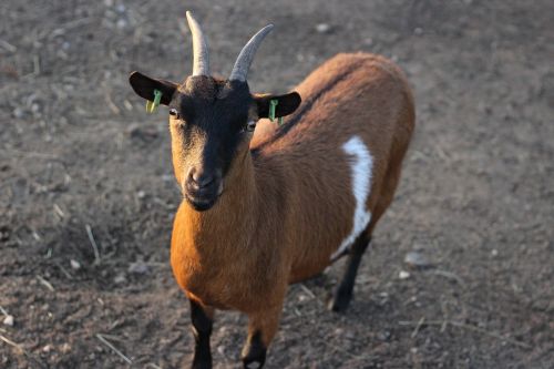 animal goat horns