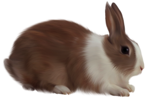 animal rabbit isolated