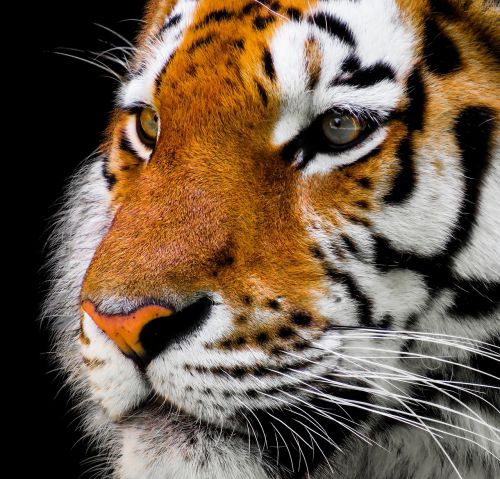 animal tiger cat