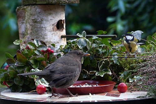 animal bird blackbird