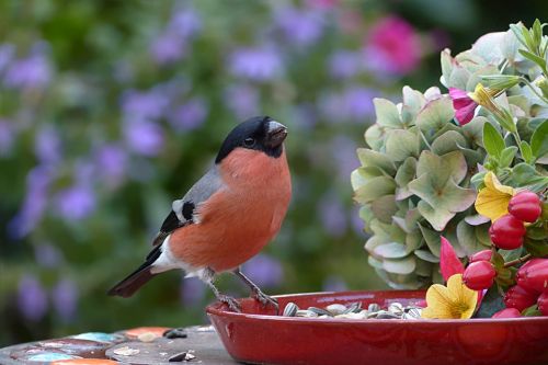 animal bird bullfinch