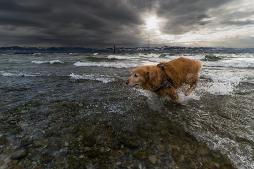 animal dog pet photography